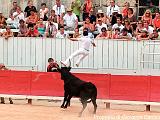 COURSE CAMARGUAISE.